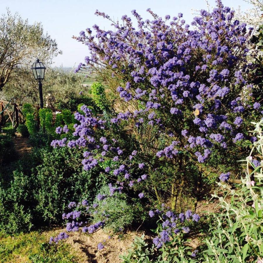Villa Olivella à Campagnano Di Roma Extérieur photo